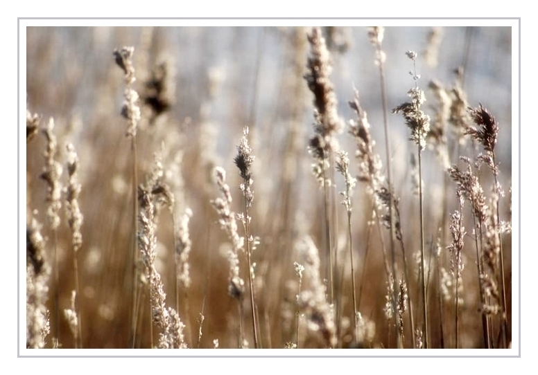 Gräser in kühler Wintersonne