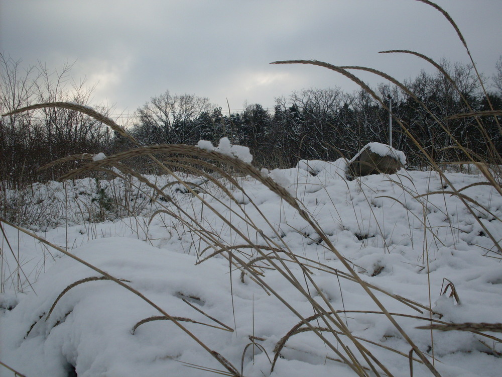 Gräser in Schnee