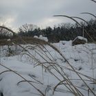 Gräser in Schnee
