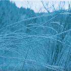 Gräser mit Frost