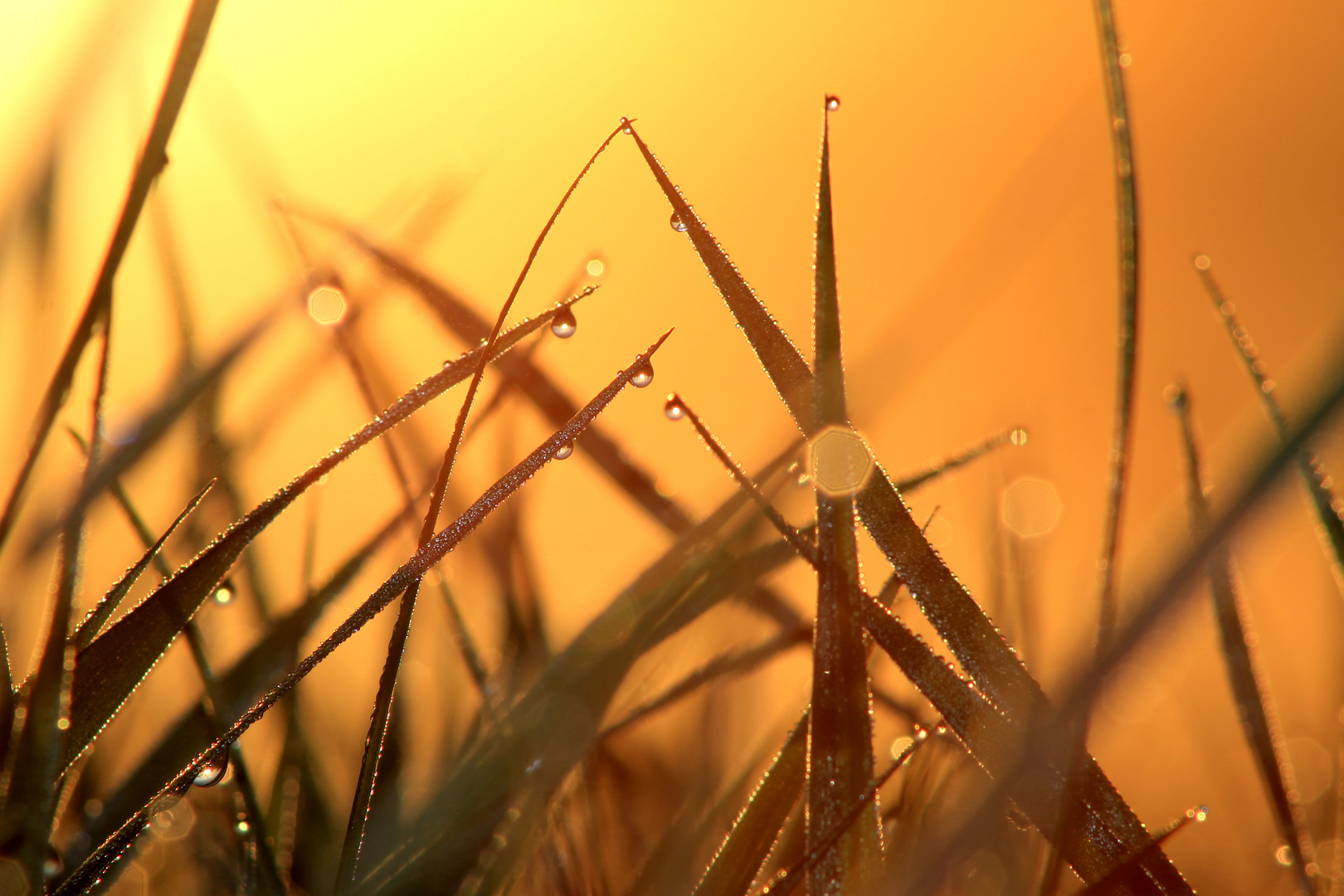 Gräser mit Morgentau bei Sonnenaufgang