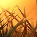 Gräser mit Morgentau bei Sonnenaufgang