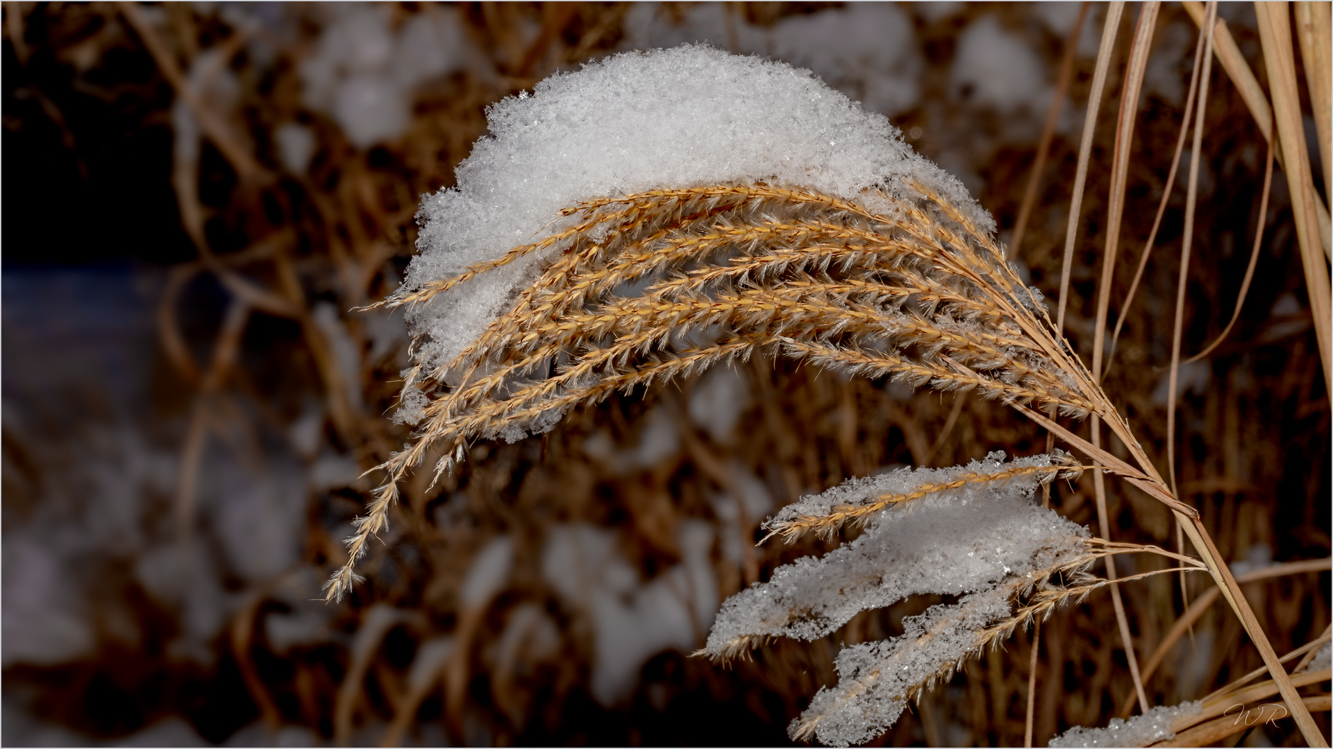 Gräser mit Schnee