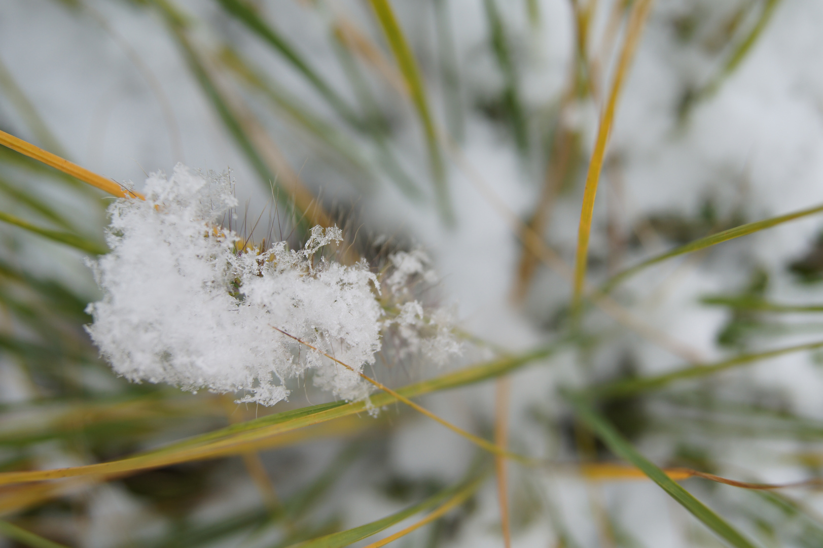 Gräser mit Schneehaube