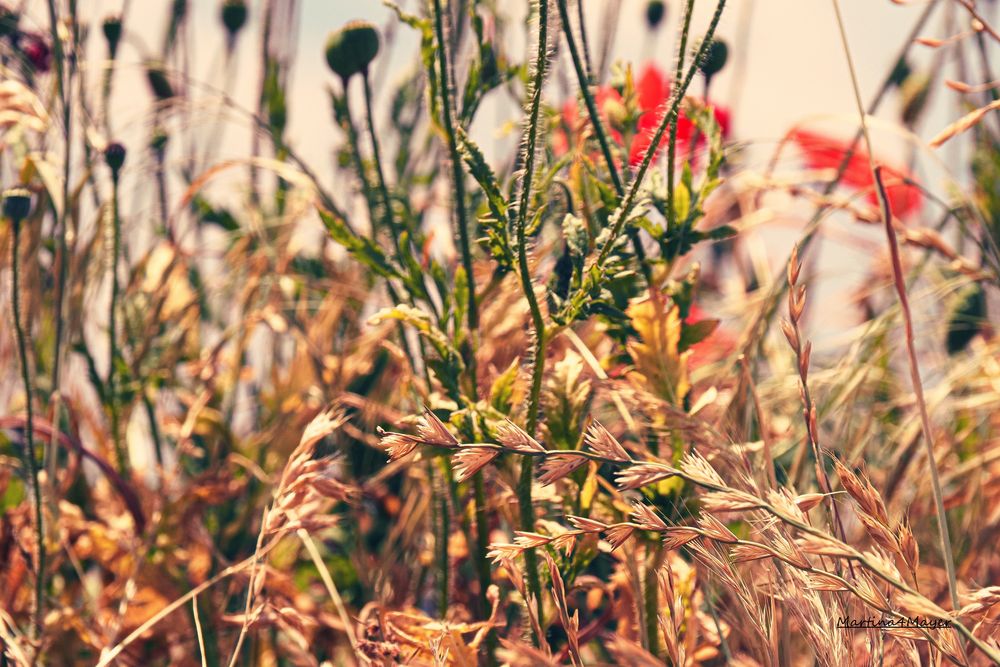 @Gräser Mohn und noch mehr