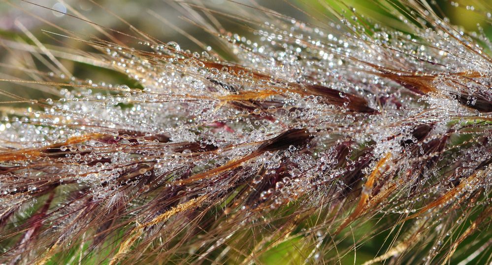 Gräser nach dem Regen