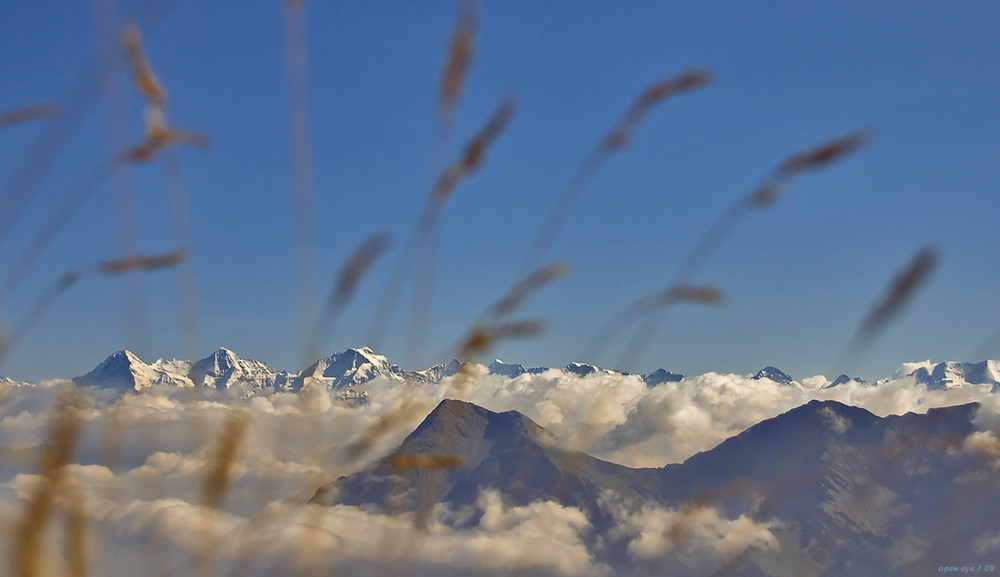 Gräser Perspektive auf dem Stockhorn