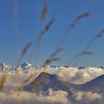 Gräser Perspektive auf dem Stockhorn