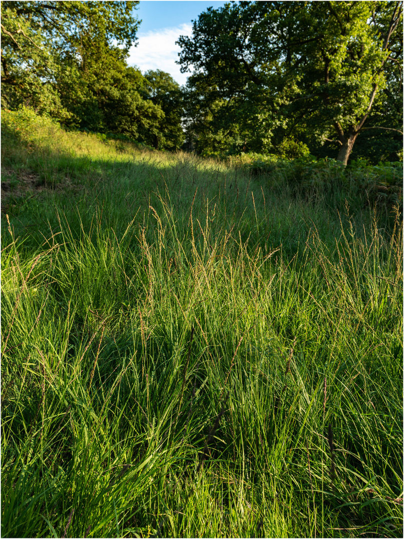 "Gräser" - Reinhardswald, Kassel