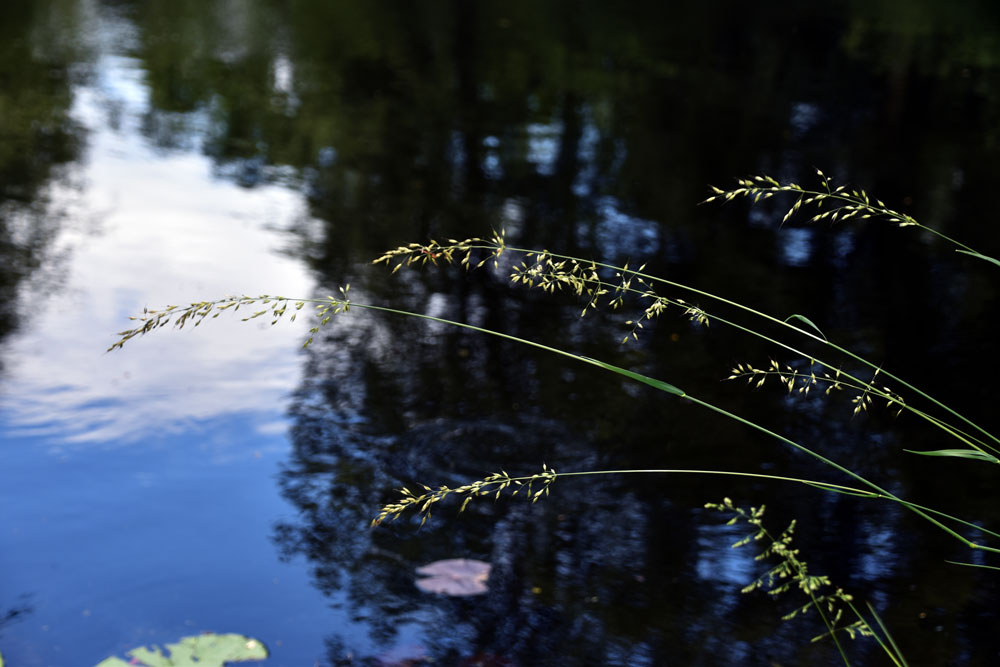 Gräser über dem Weiher