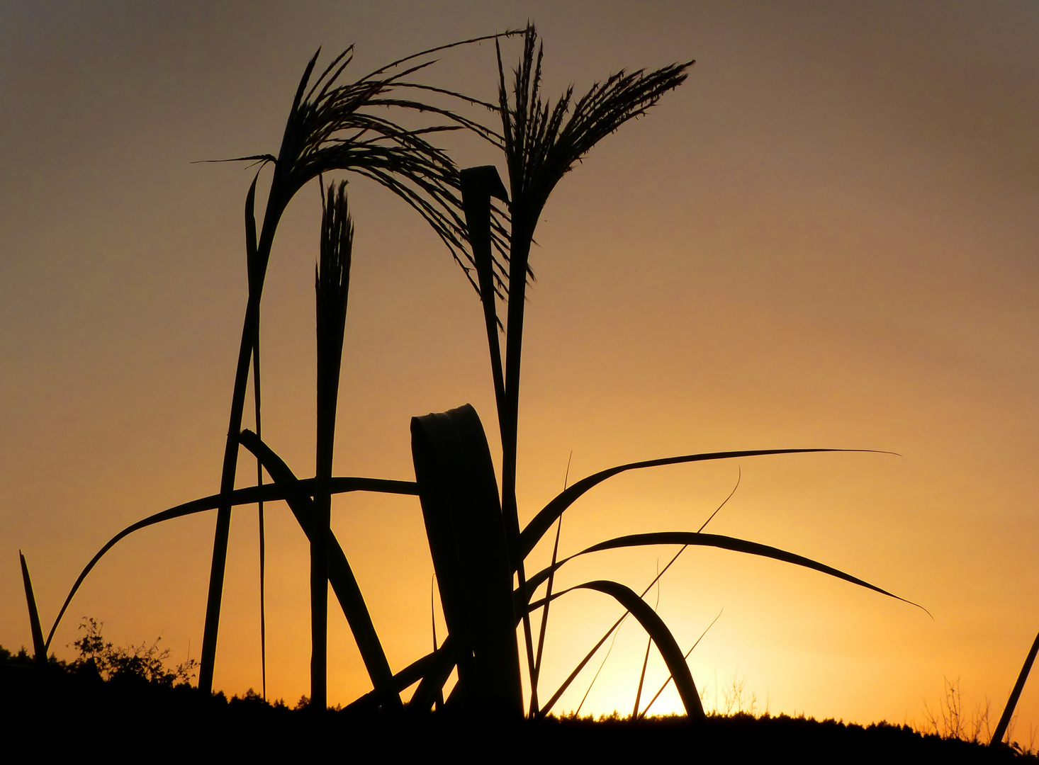 Gräser und Abendhimmel