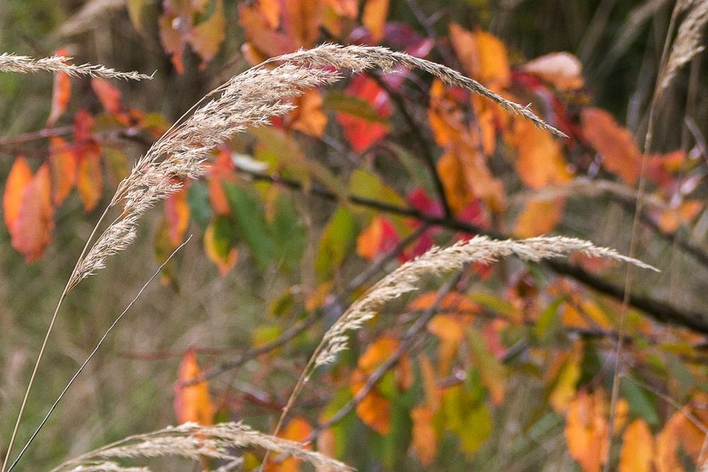 52+ Gräser Umpflanzen Herbst, Das bedeutet zwischen februar und