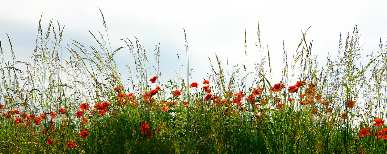 Gräser und Blumen