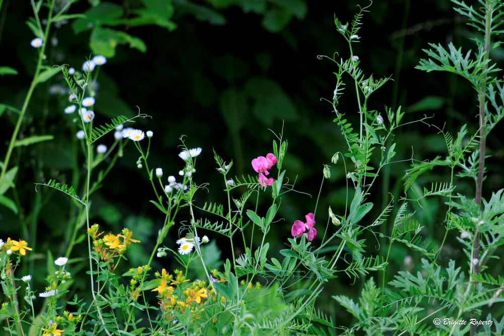 Gräser und Blumen am Weg