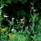 Gräser und Blumen am Weg