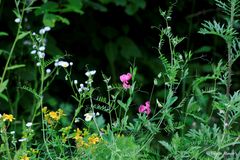 Gräser und Blumen am Weg