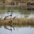 Gräser und Gehölz im Moor-See