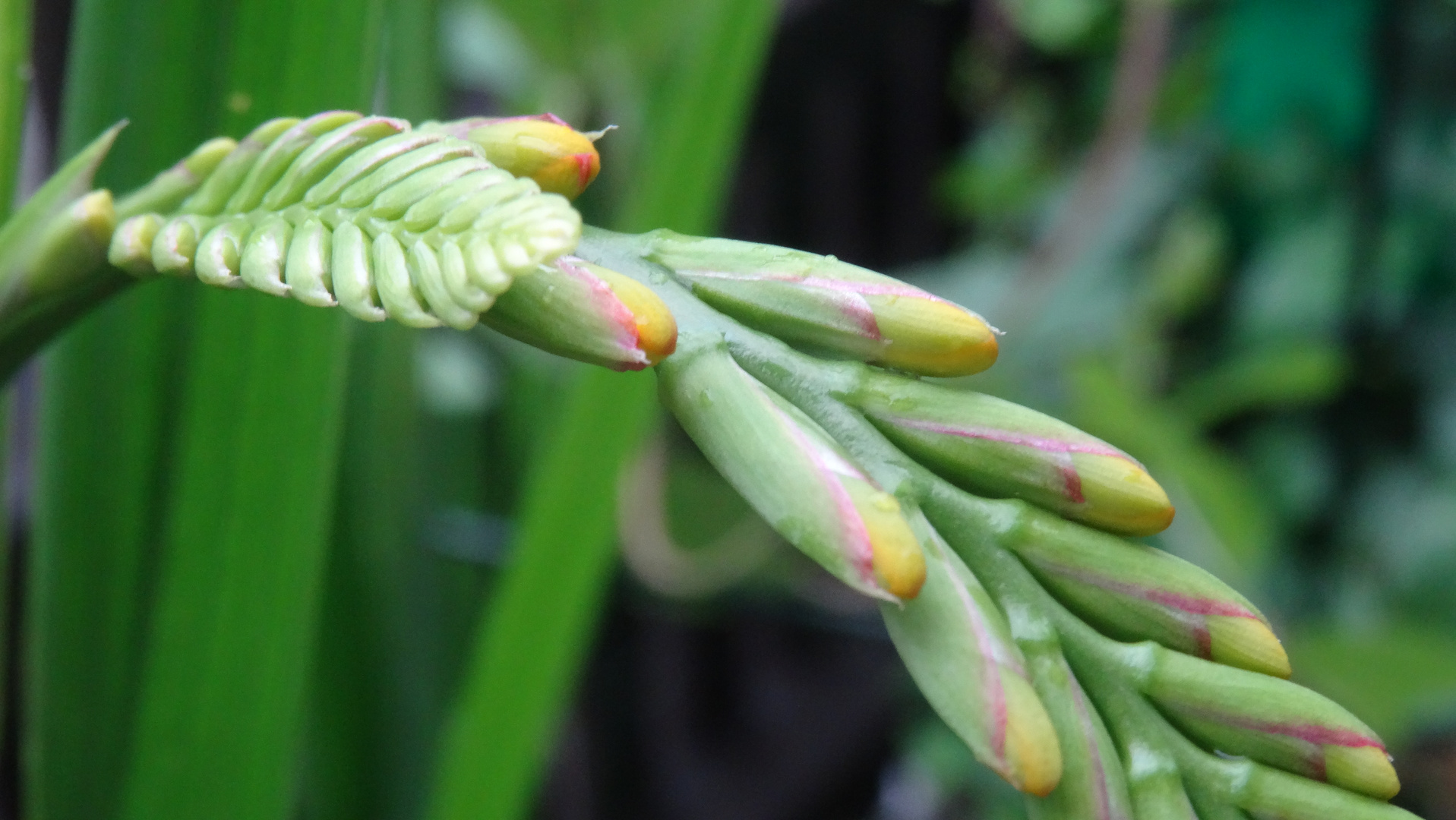 Gräser und Knospen