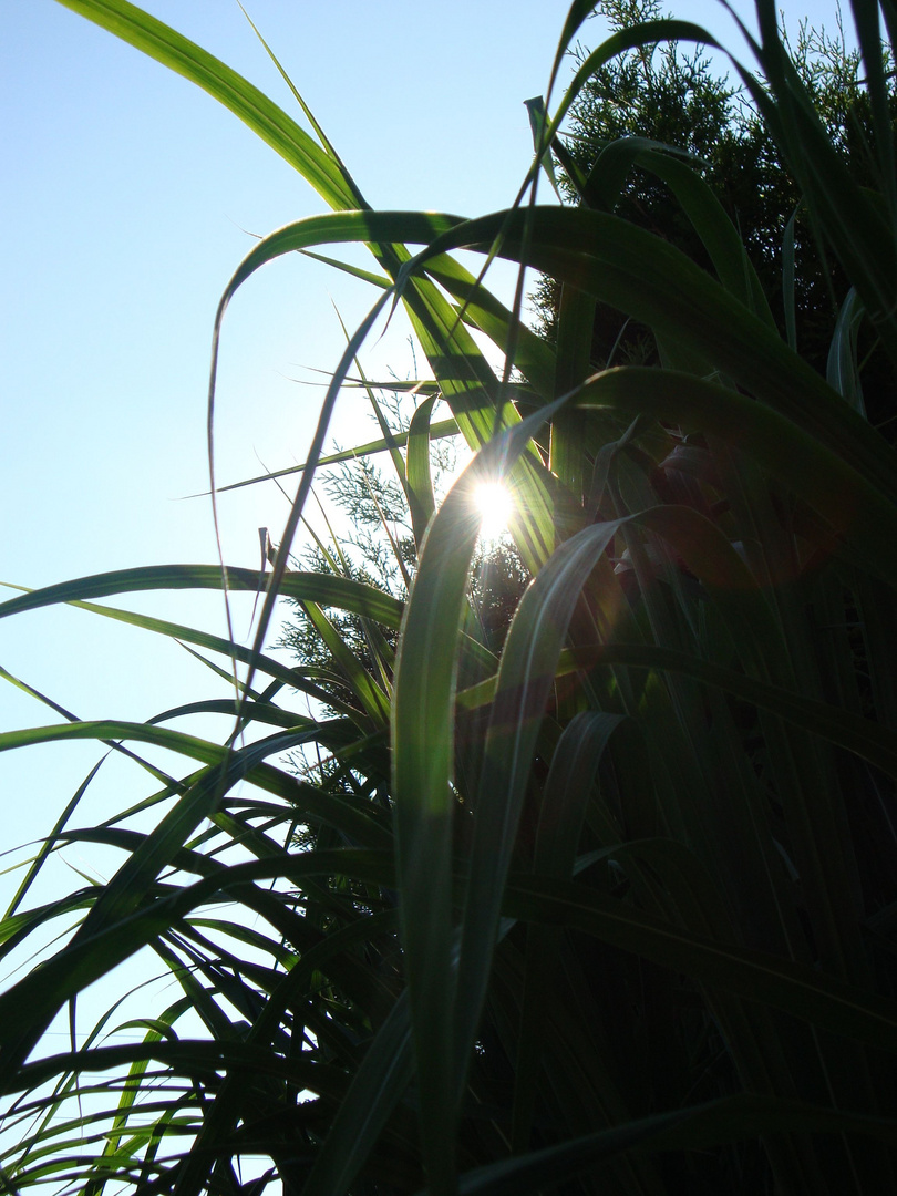 Gräser und Licht