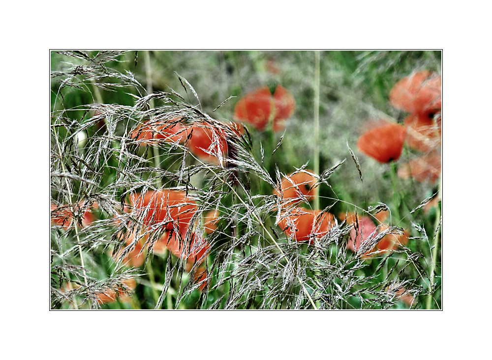 Gräser und Mohn