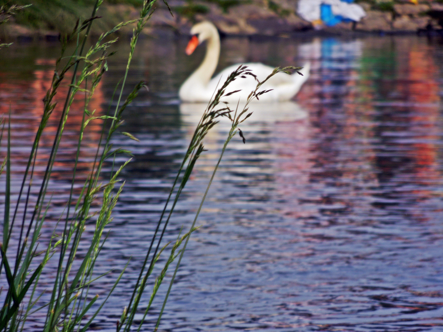 Gräser und Schwan