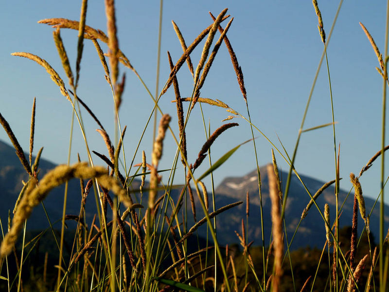 Gräser vor dem Fjell