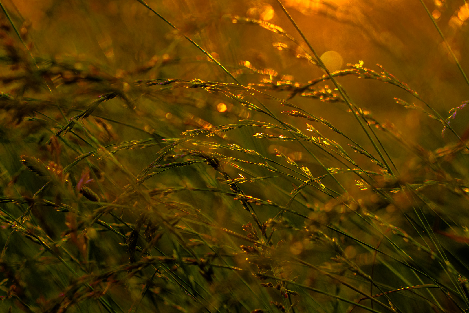 Gräser vor der untergehenden Sonne