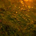 Gräser vor der untergehenden Sonne