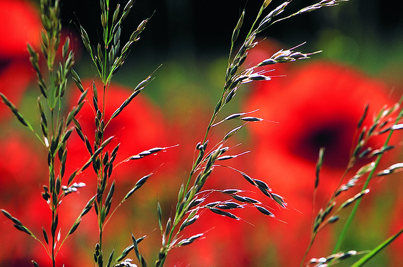 Gräser vor Mohn