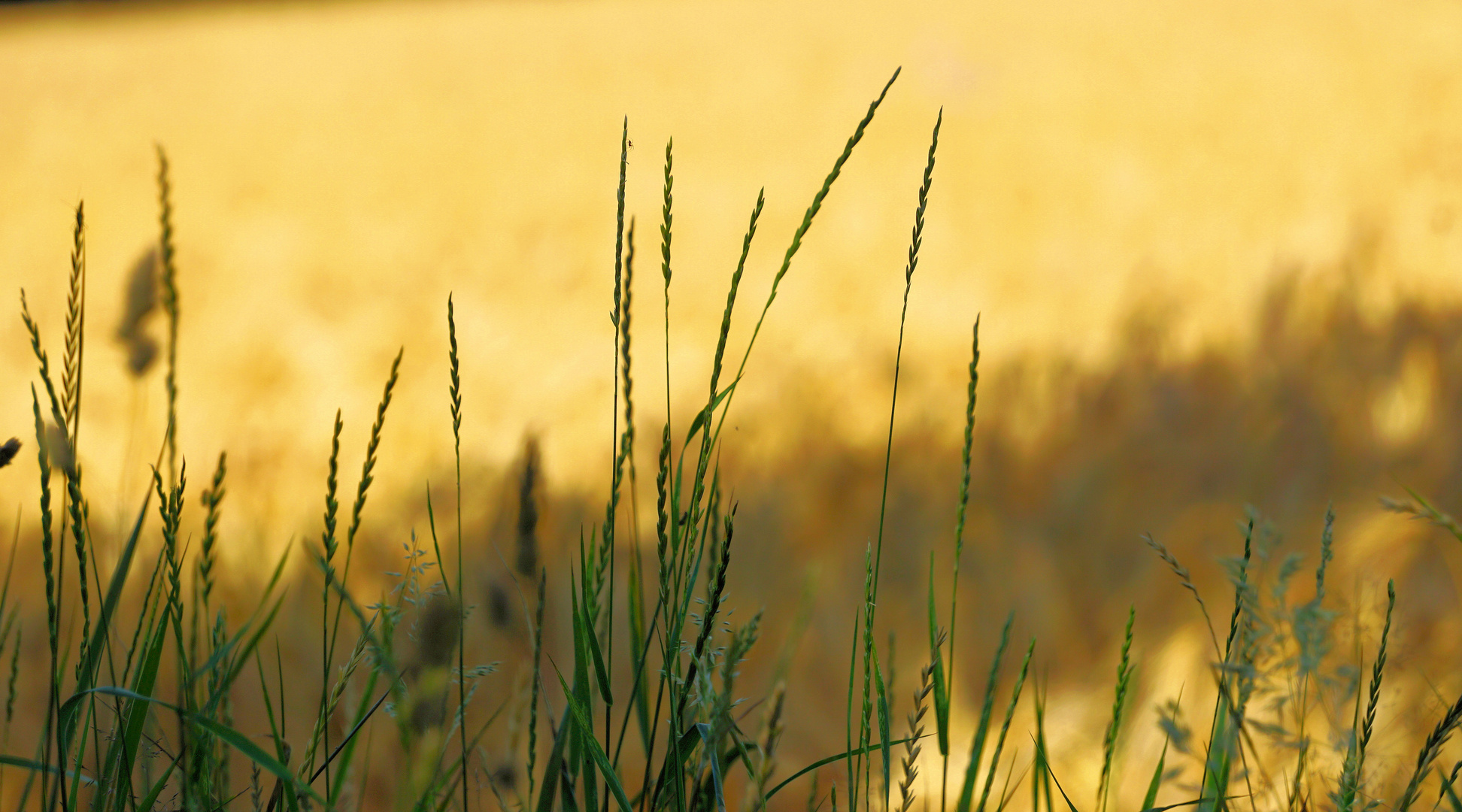 Gräser vorm Feld