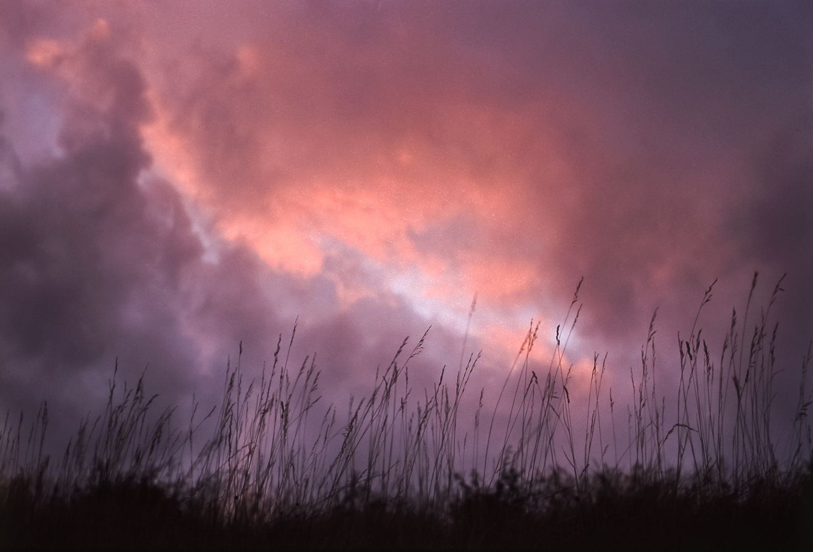 Gräser vorm Himmel