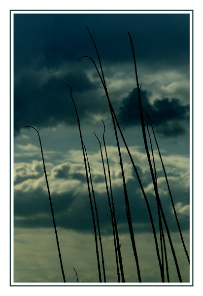 Gräser wachsen in den Himmel