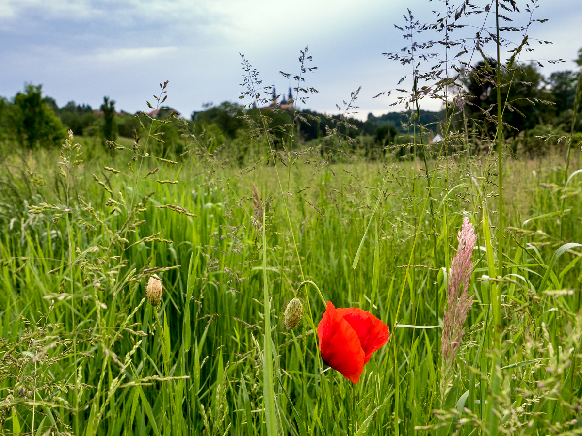 Gräser Wald