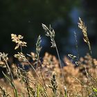 Gräser wiegen sich im Gegenlicht