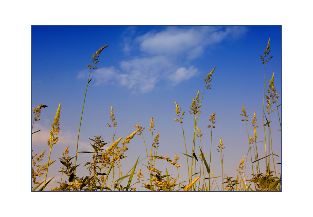 Gräser wiegen sich im Wind