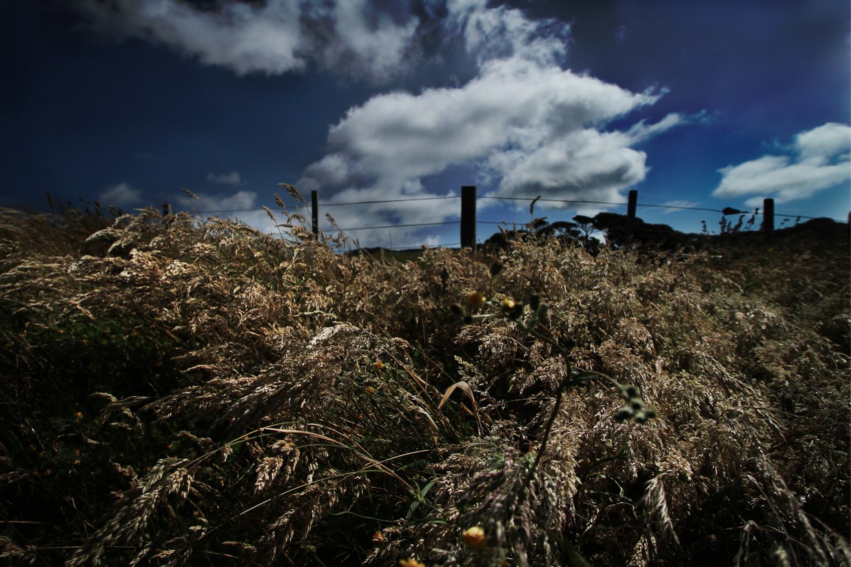 gräser, wind und blauer himmel