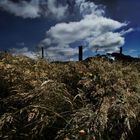 gräser, wind und blauer himmel