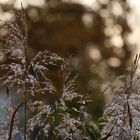 Gräser zieren die Natur im Herbst