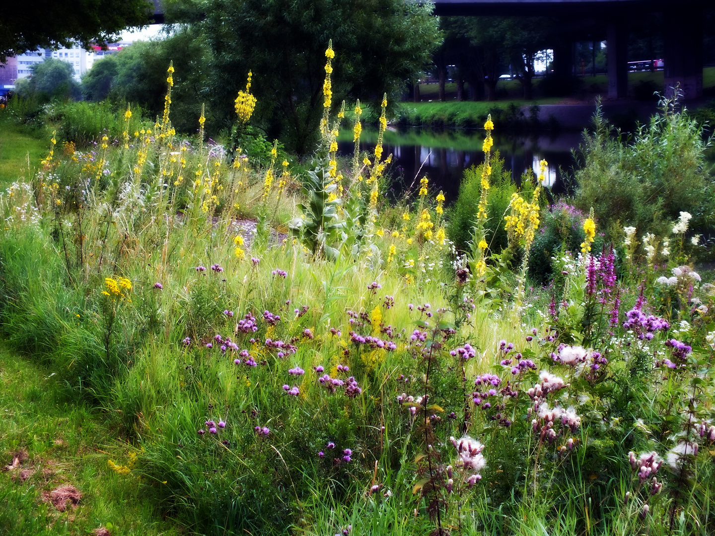 Gräserblüte an der Saar