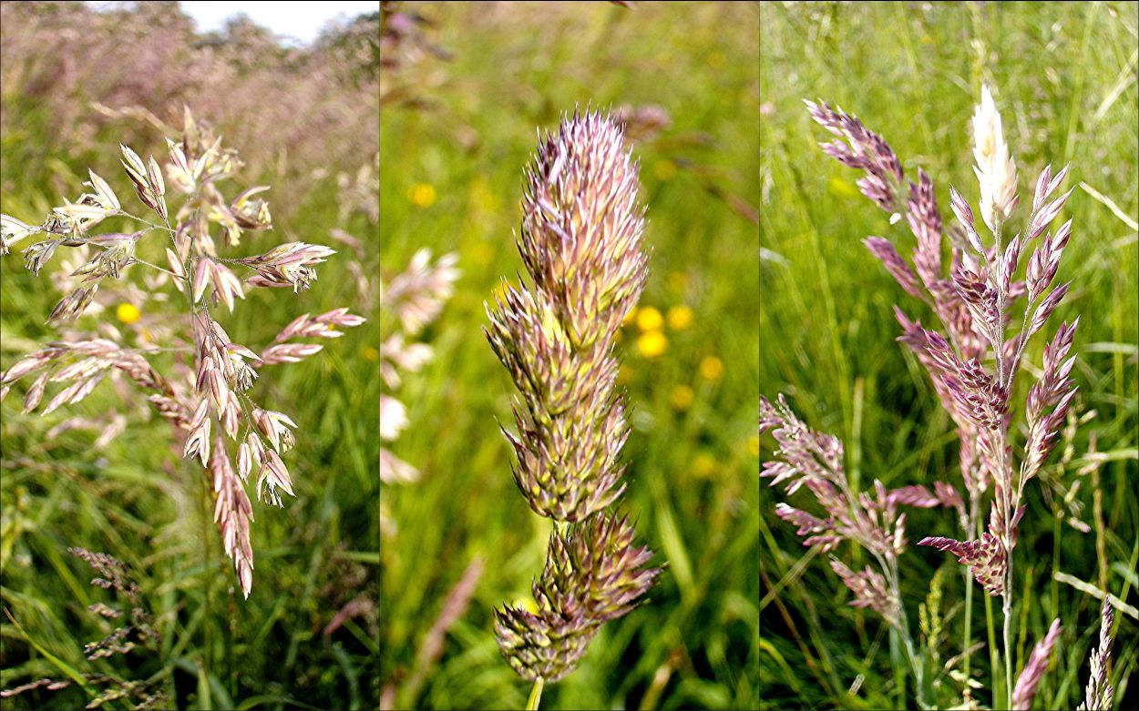 Gräserblüte