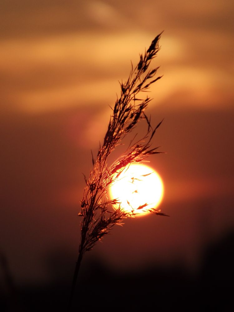 Gräserblüte im Sonnenuntergang