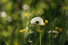 Gräser&Blumen