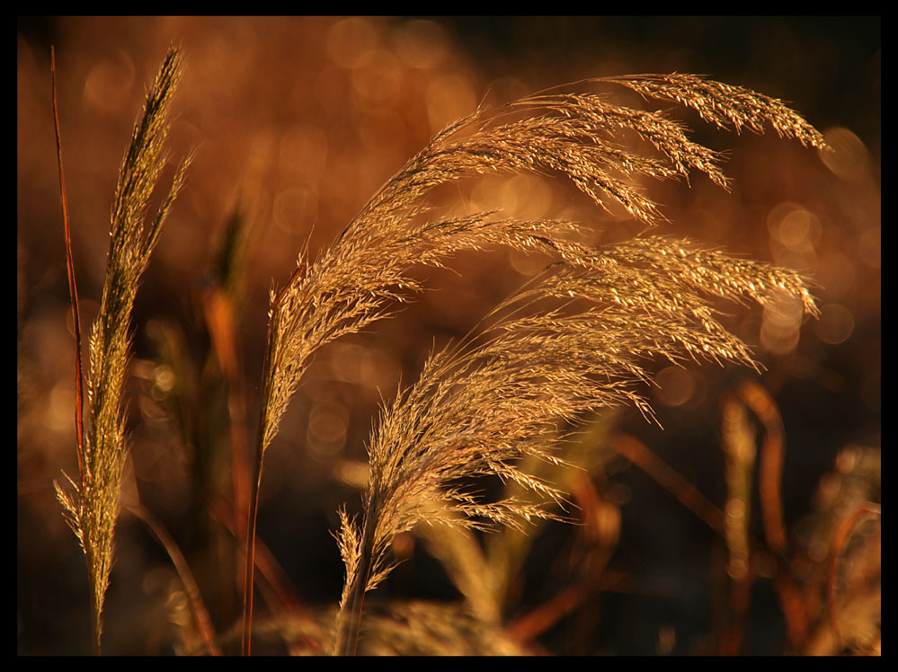 Gräserblumen II