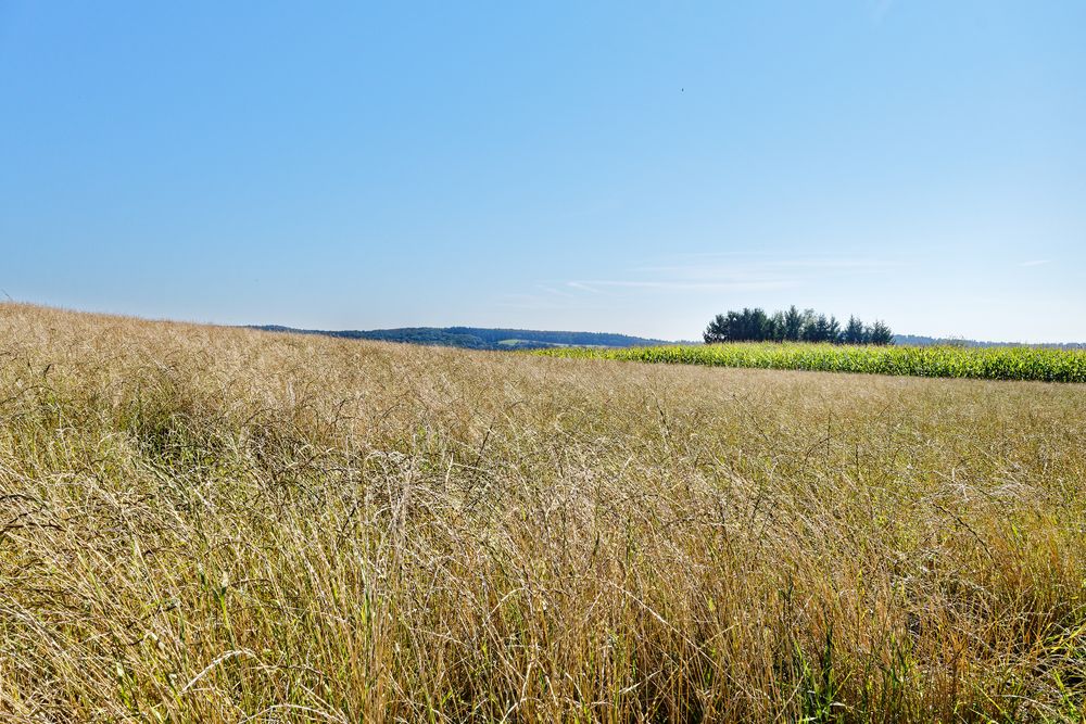 Gräsermeer