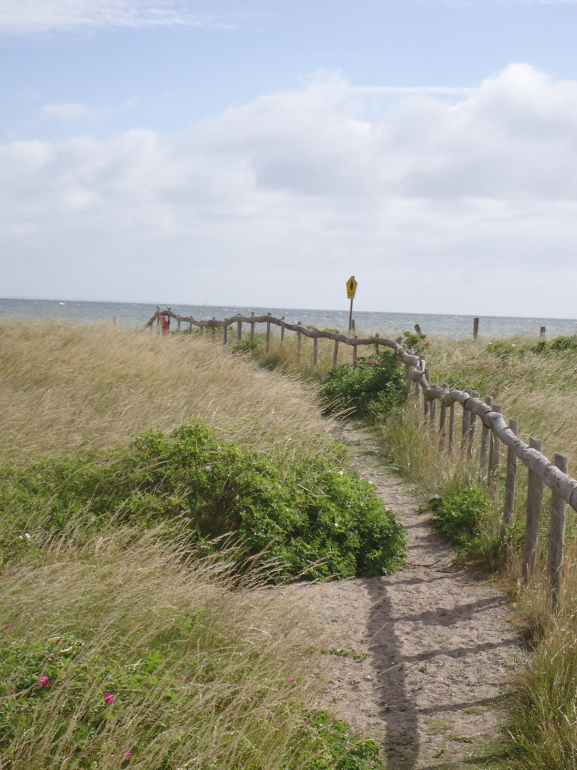 Gräserner Weg zum Wasser