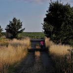 Gräserspalier im Abendlicht