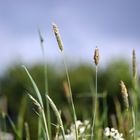 Gräser.....wecken die Lust auf Sommer