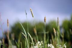 Gräser.....wecken die Lust auf Sommer