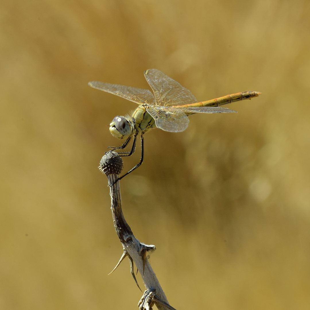 gräziös Foto & Bild makro, griechenland, edellibelle Bilder auf