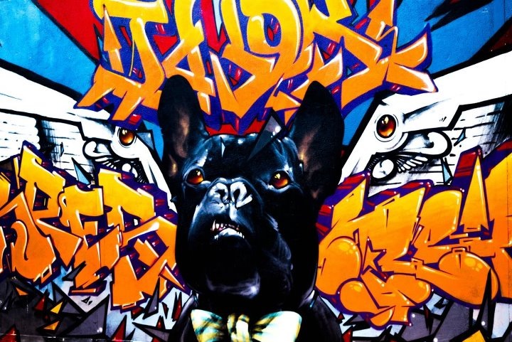 GRAFF DOG !!!!!!!